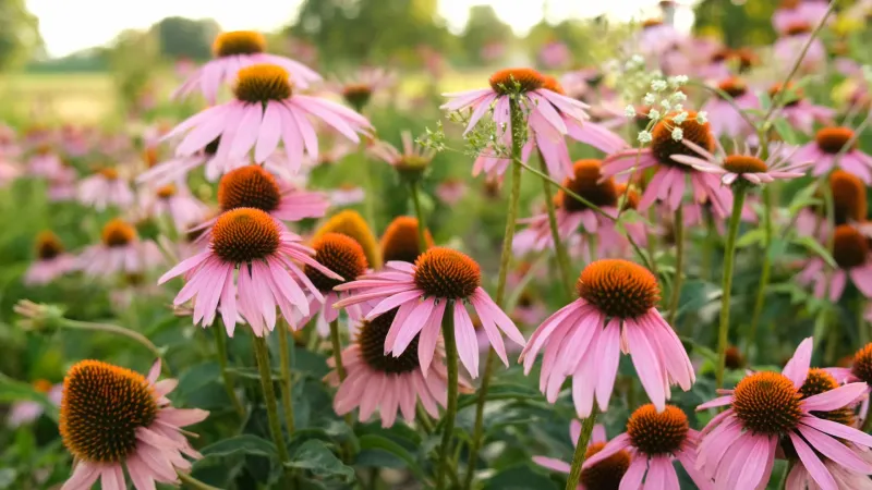 Plant for the resource, then watch what the yard provides
