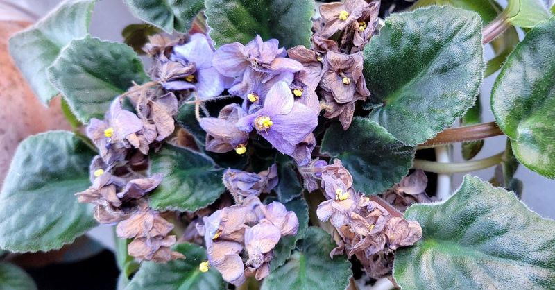 Leaving Faded Flowers