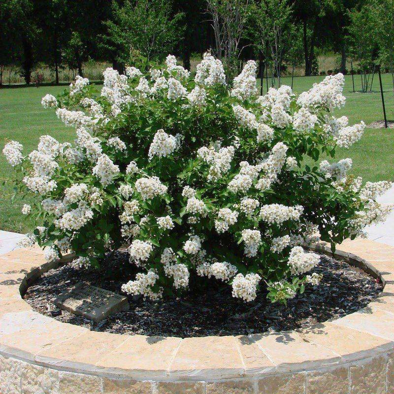 Set expectations by cultivar, size, and North Carolina region