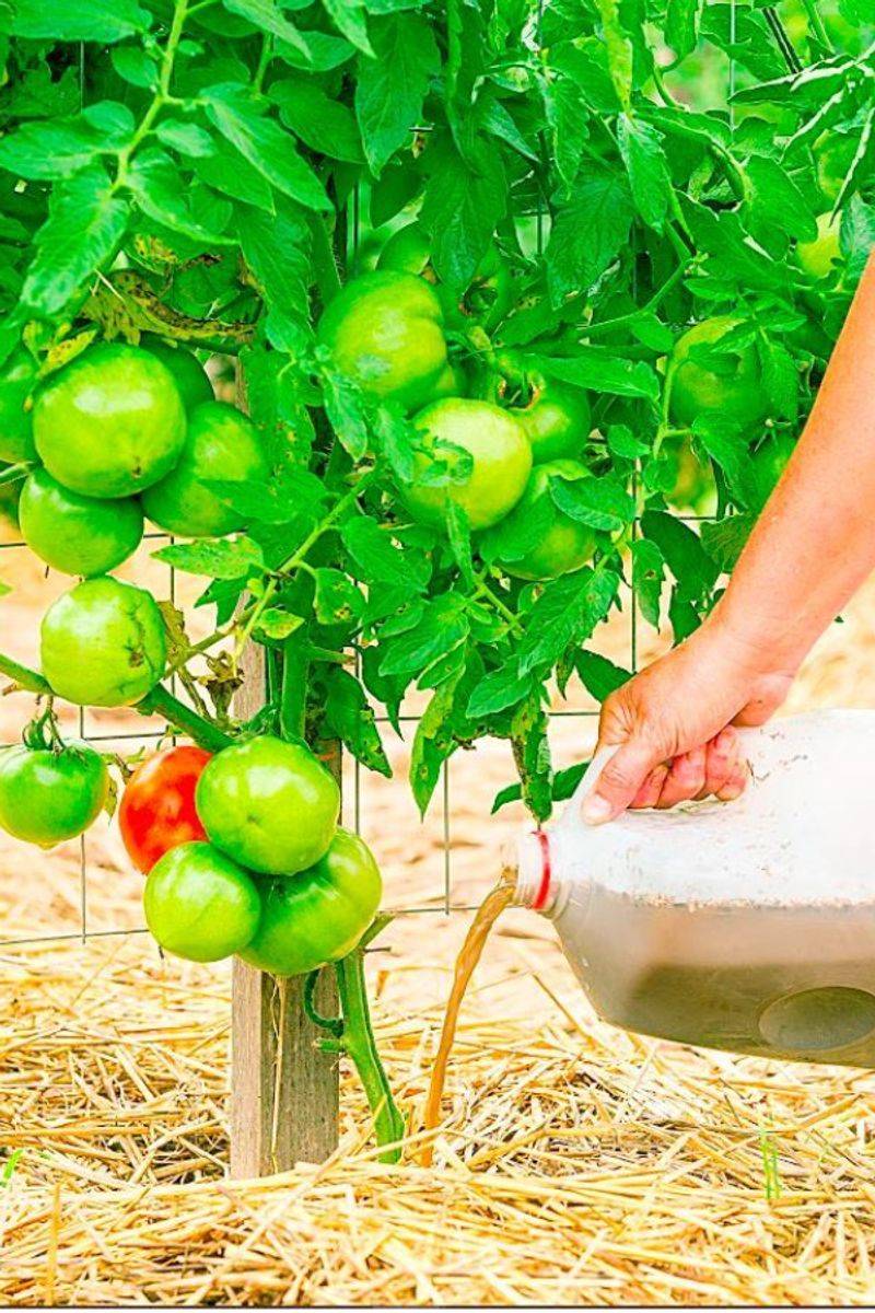 Compost Tea