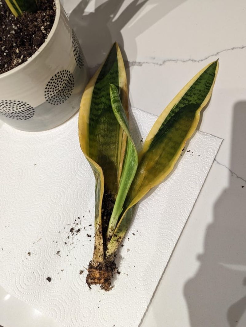 Soft leaves suggest a problem below the soil—but not one guaranteed cause