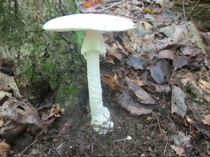 Destroying Angel (Amanita bisporigera)
