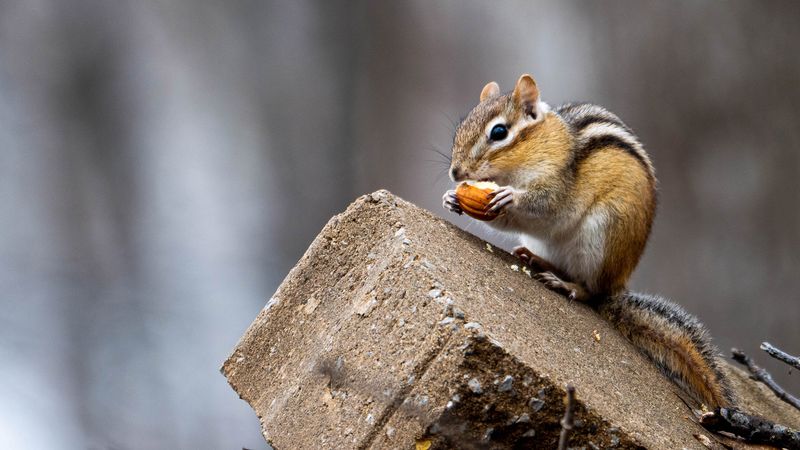 Check North Carolina Rules Before Any Trapping or Other Control