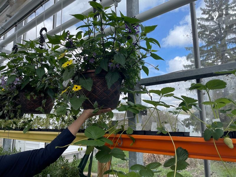 Let moisture checks set the watering interval