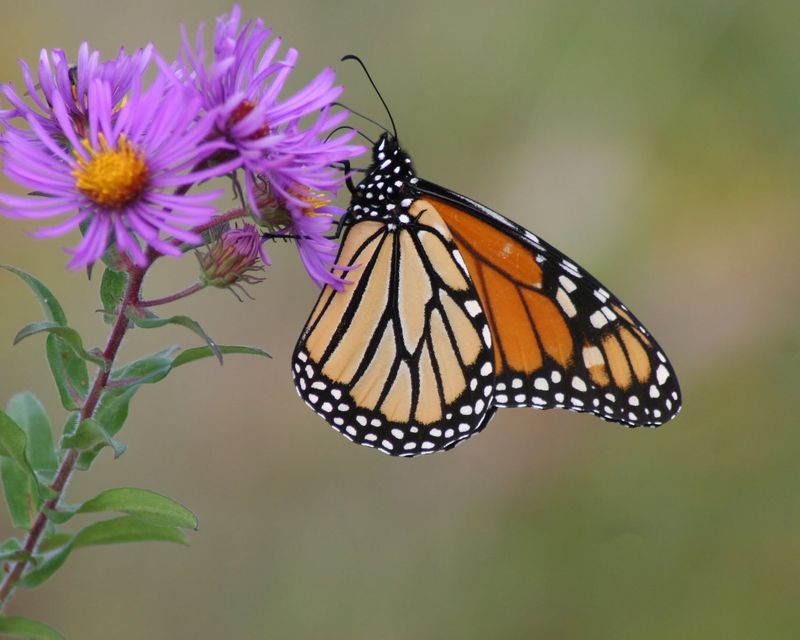 New England Aster (Symphyotrichum novae-angliae)