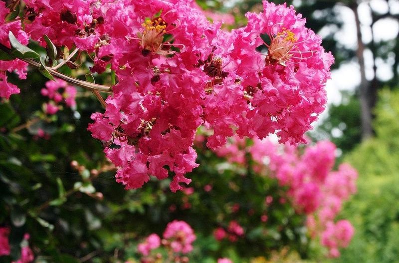 Use the simple post-bloom checklist and let the season decide