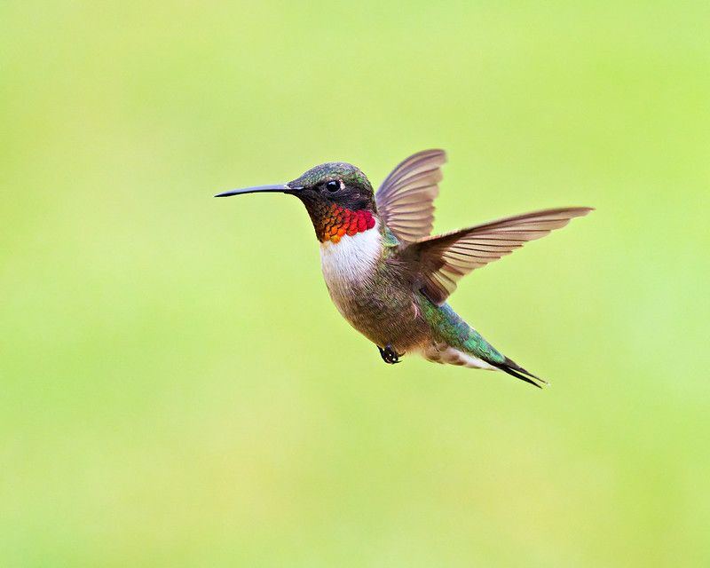 Ruby-throated Hummingbird