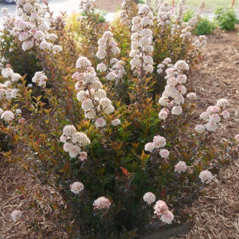 Ninebark 'Tiny Wine'