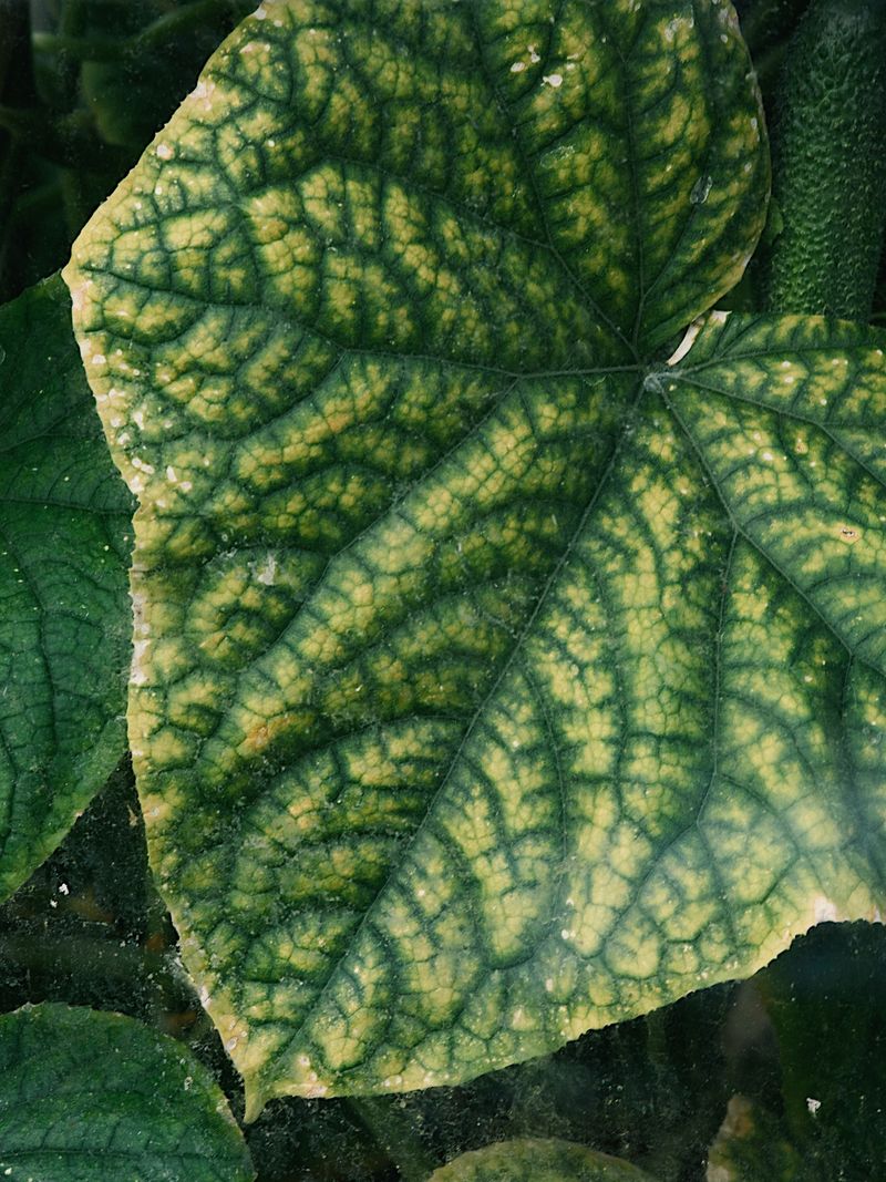 Leaf age and visible pests can reveal other causes