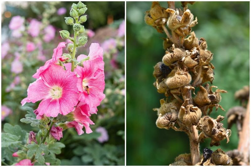 Read the plant's life cycle before judging its progress