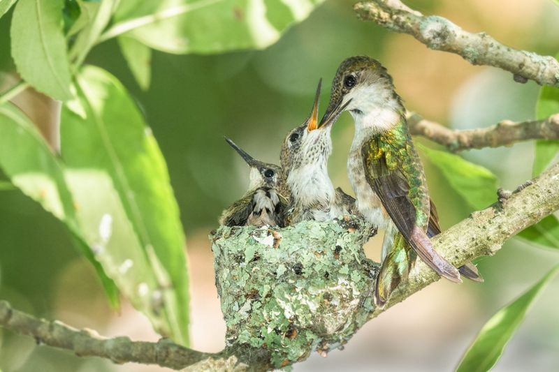Nesting Season Keeping Them Busy