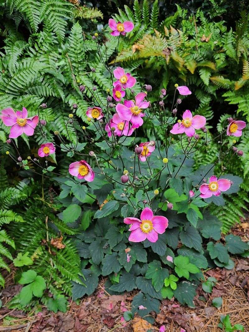 Japanese Anemone
