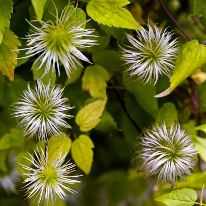 Fertilizer and deadheading are not bloom guarantees
