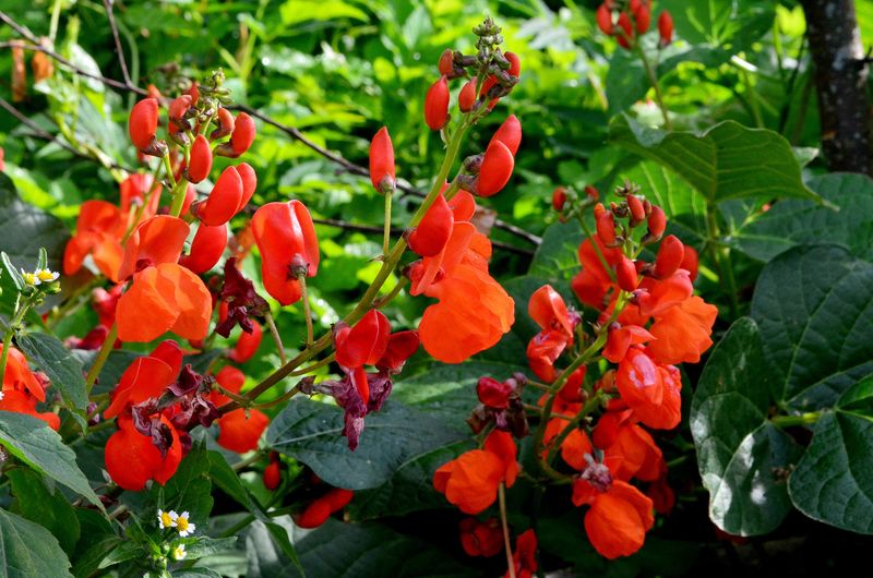 Scarlet Runner Bean