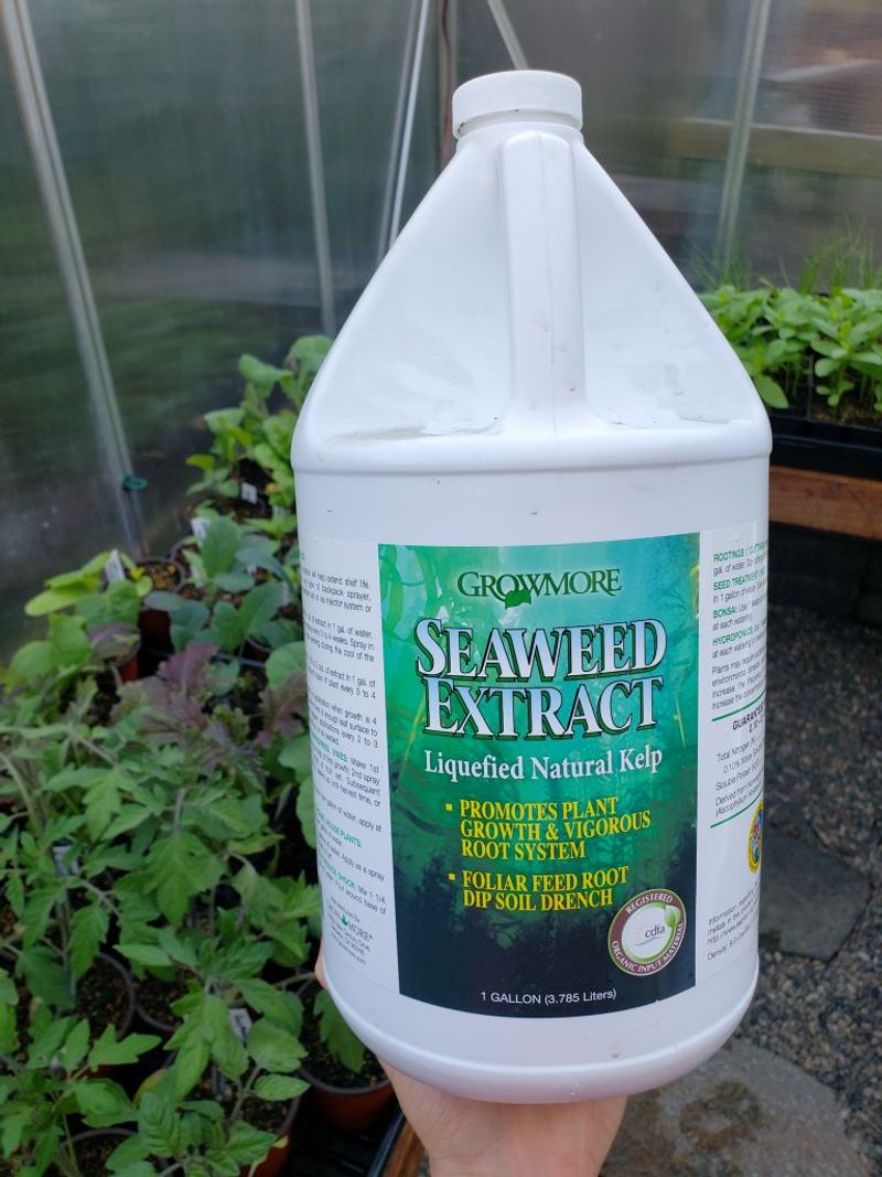 Spray a Seaweed Foliar Feed on Cool Mornings