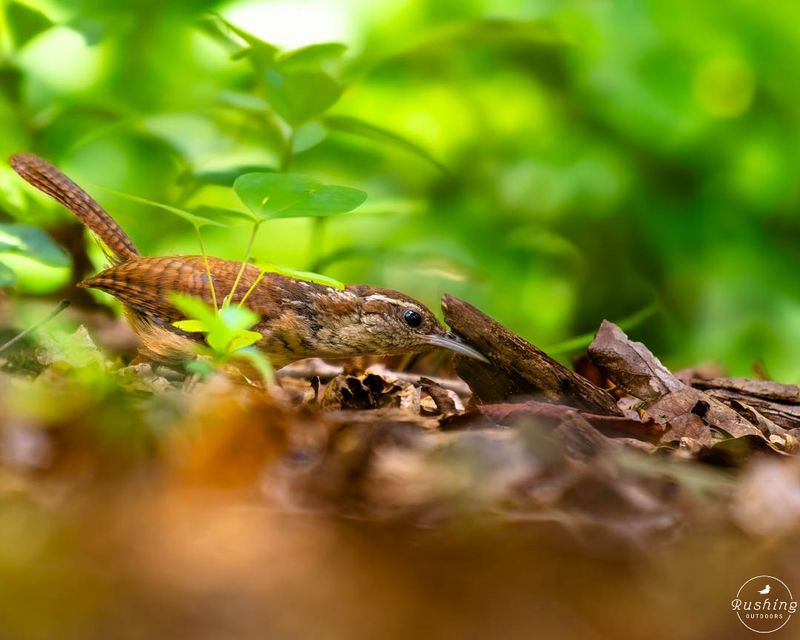 The wren searches for food below the nest