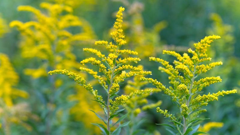 Goldenrod