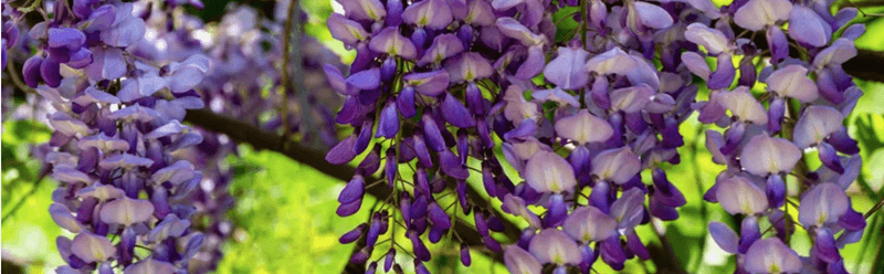 Chinese Wisteria