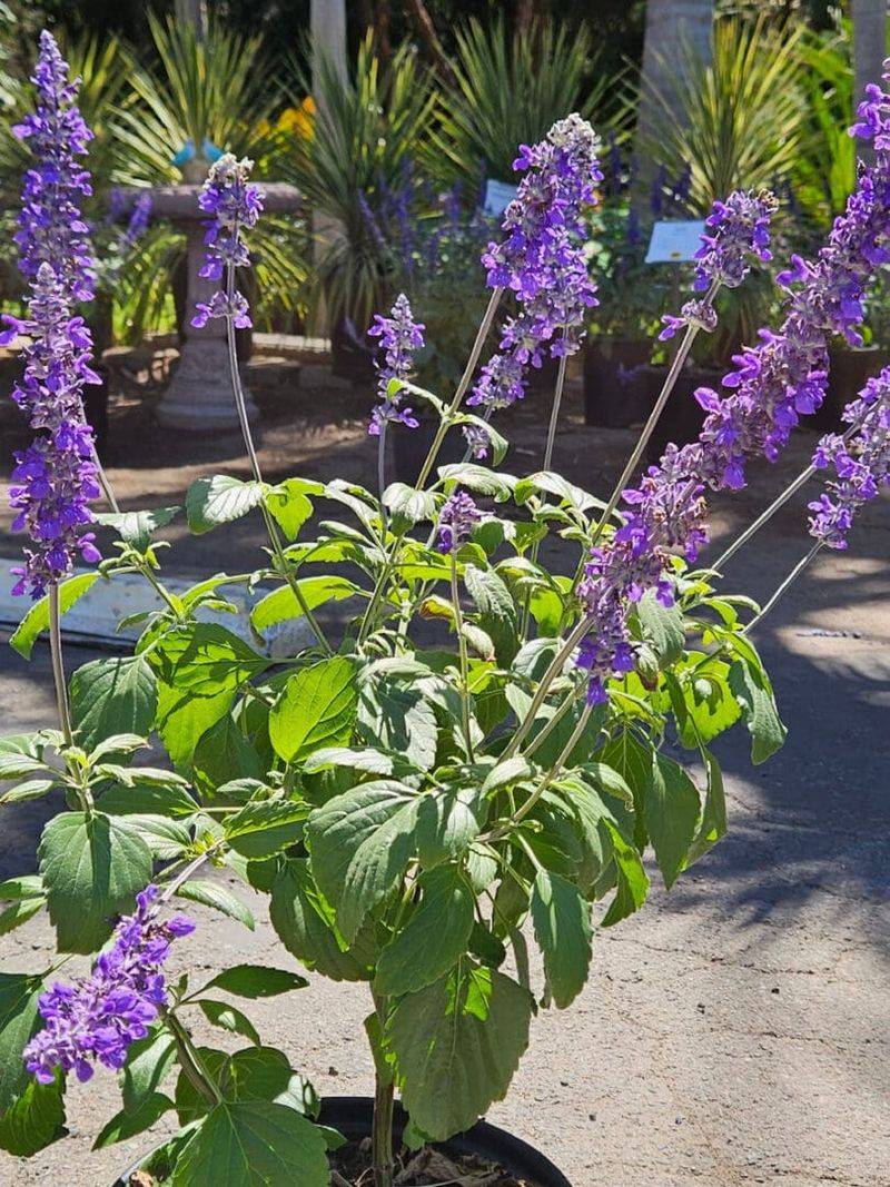 Salvia
