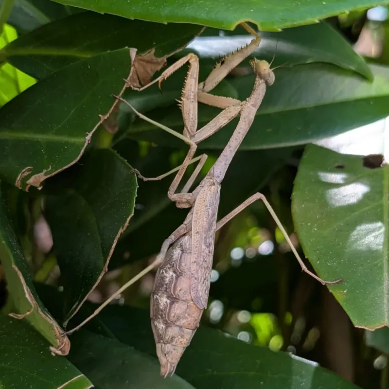 A late-season sighting may fit one mantis species’ normal life cycle
