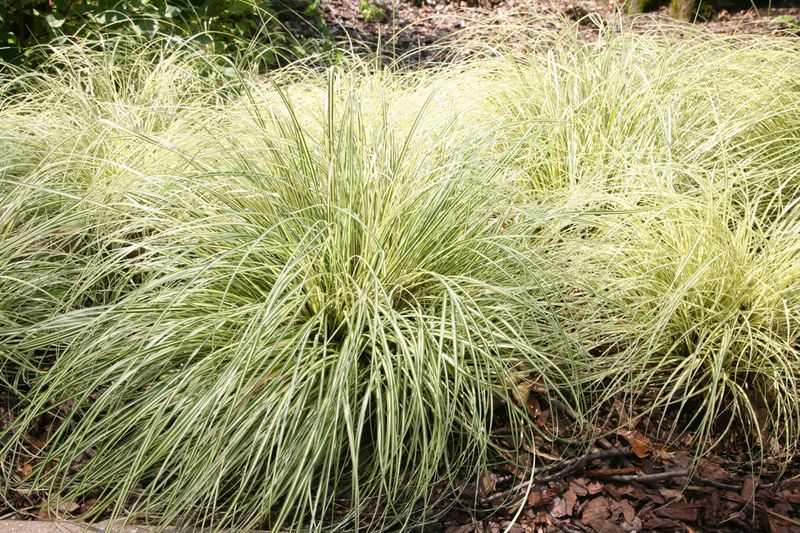 Sedge (Carex)