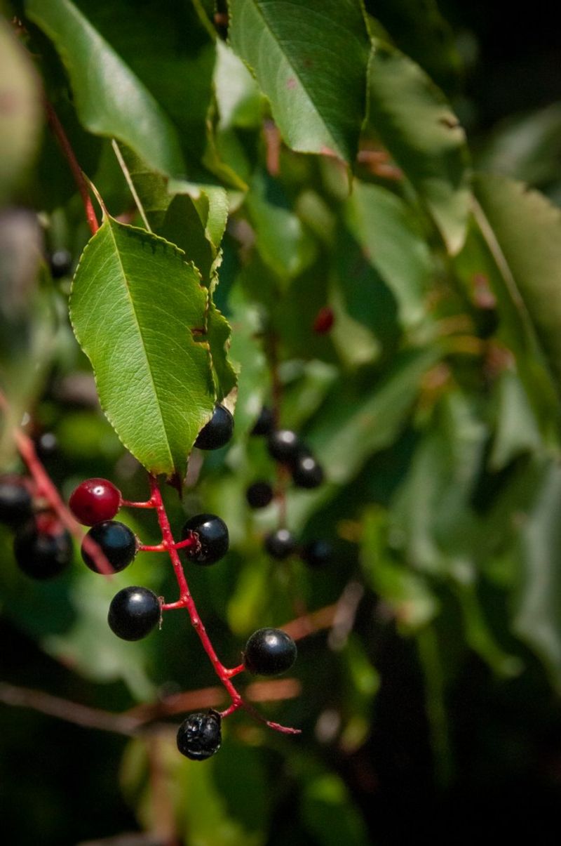 Black Cherry