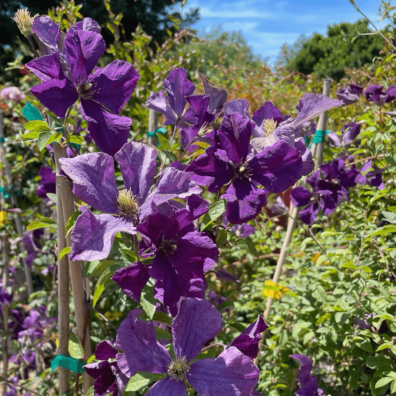 Clematis
