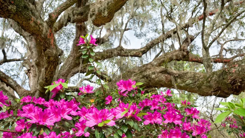 How can one oak support pollinators without becoming a pollinator garden?