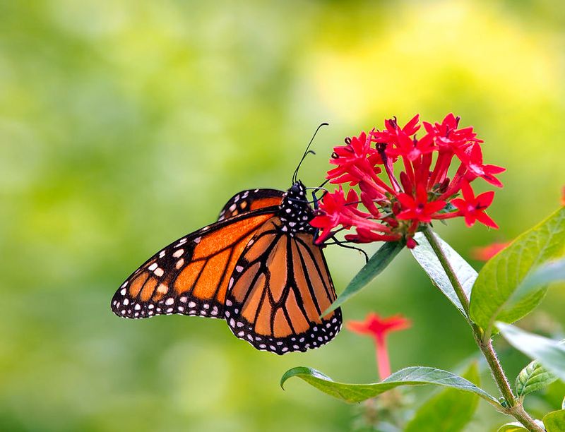 Monarch Butterfly