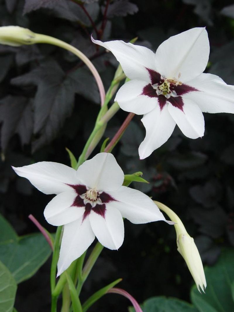 Peacock Orchid