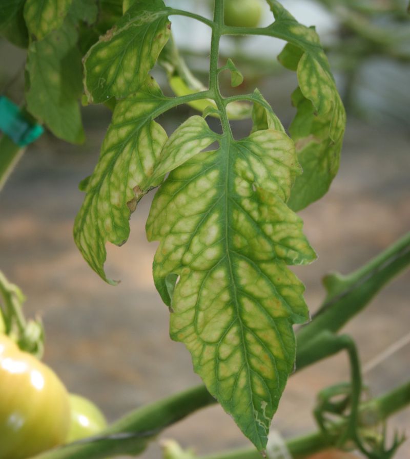 It Delivers Magnesium When Your Soil Is Genuinely Short