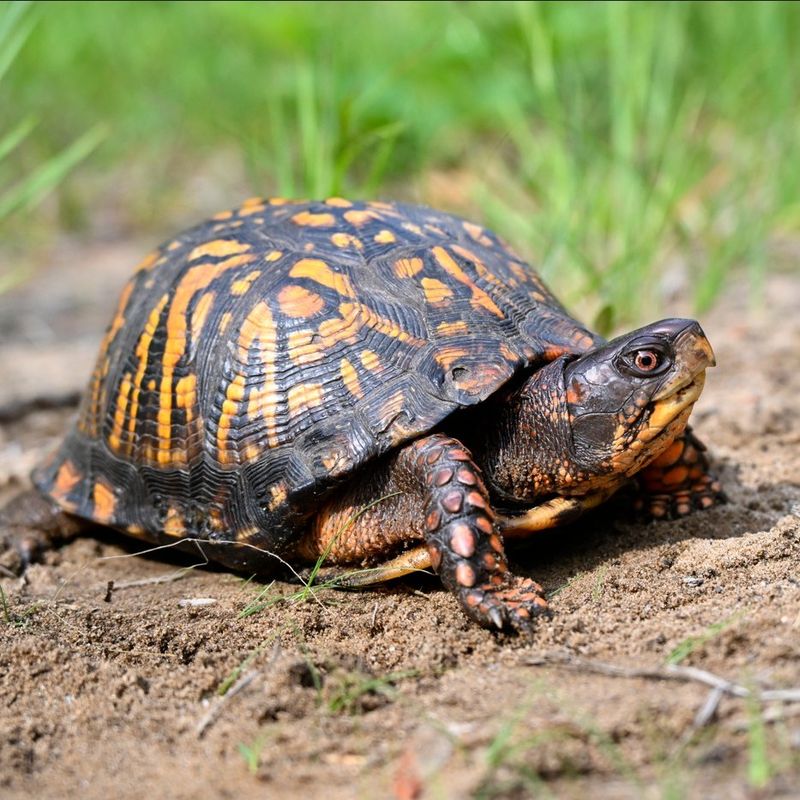 Use a Targeted Protection Plan for Your Yard