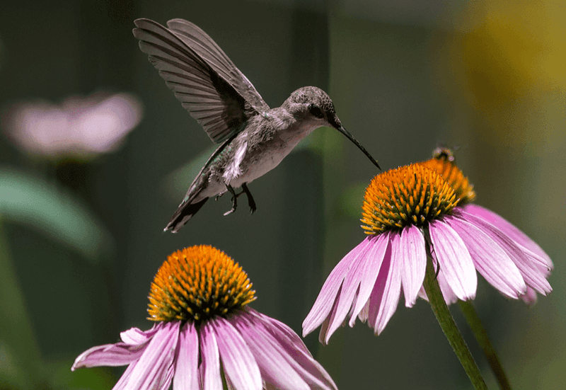Purple Coneflower (Echinacea purpurea)