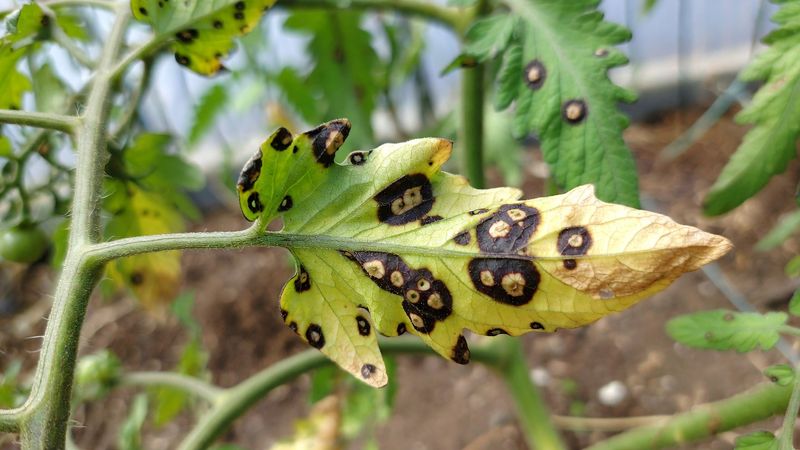 Diseases Such as Early Blight and Septoria Leaf Spot