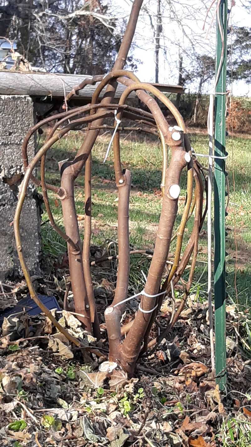Build the cage after the tree goes dormant