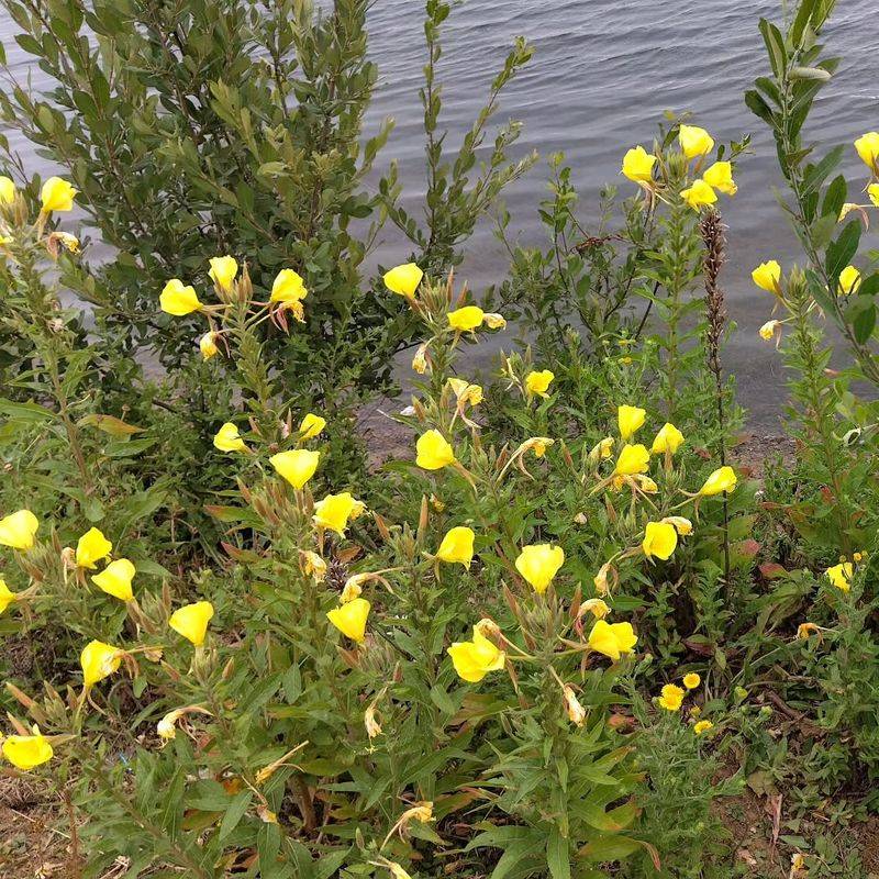 Plant evening primrose where its loose habit fits