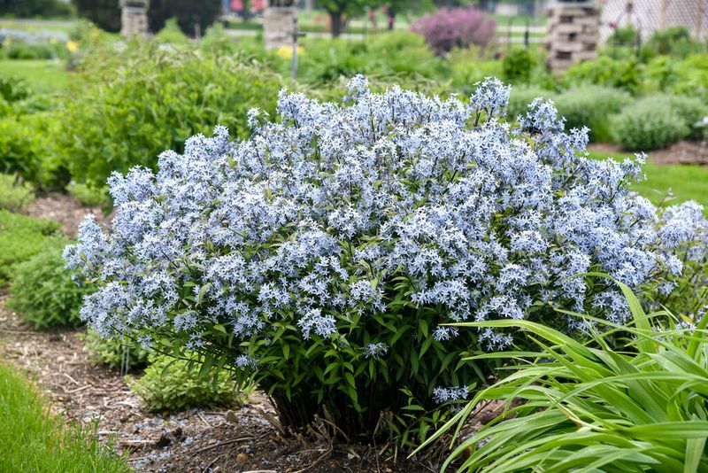 Threadleaf Bluestar (Amsonia)