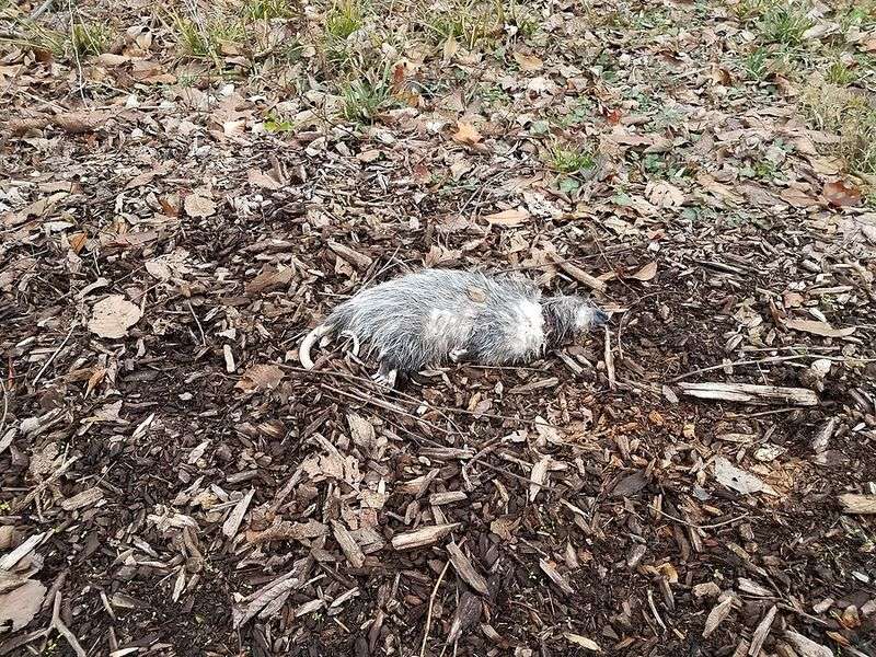 What to do when a carcass is actually in the yard