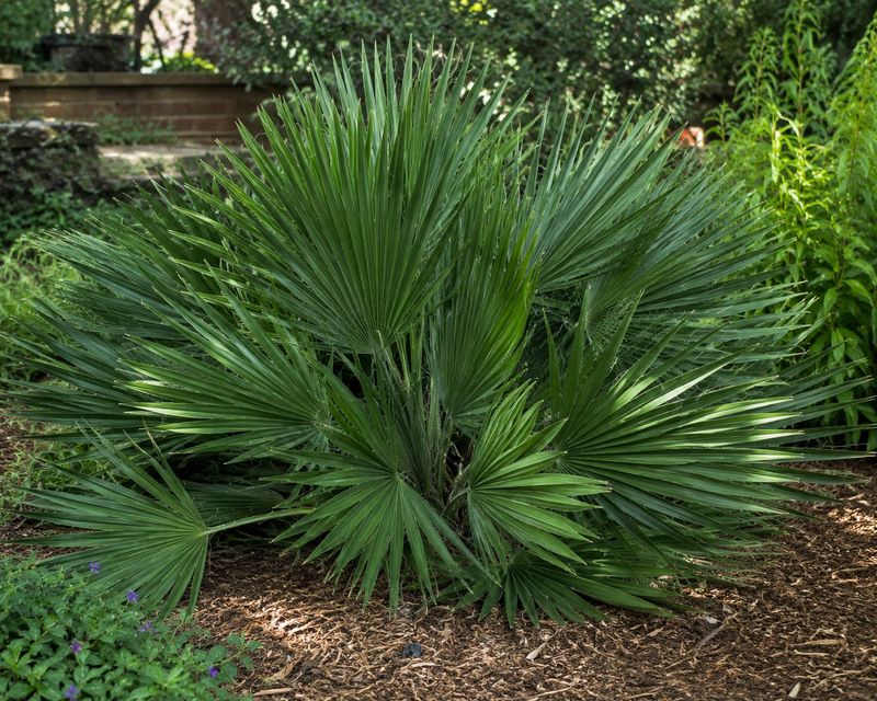 Dwarf Palmetto