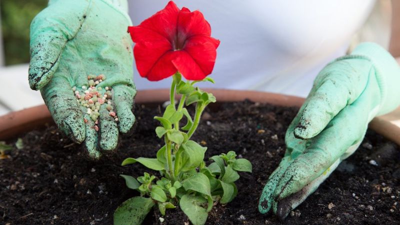 Start with Slow-Release Fertilizer