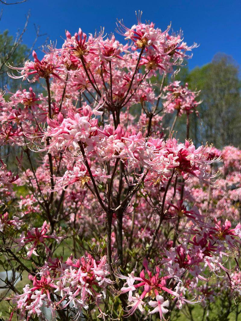 Compact Native Azaleas