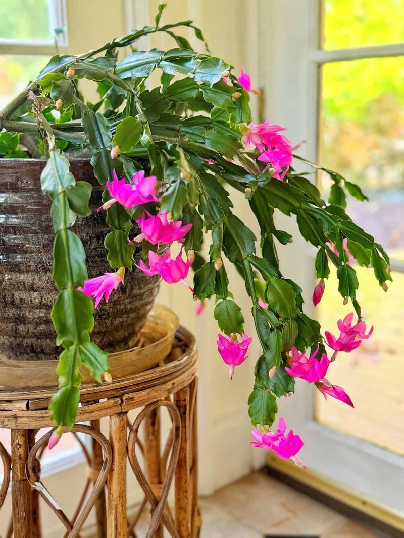Find the Bright, Gentle Window