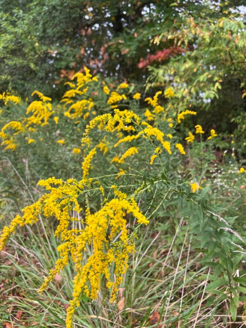Choose goldenrod for the garden you have