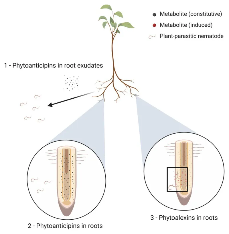What marigold-root chemistry shows—and what it does not prove