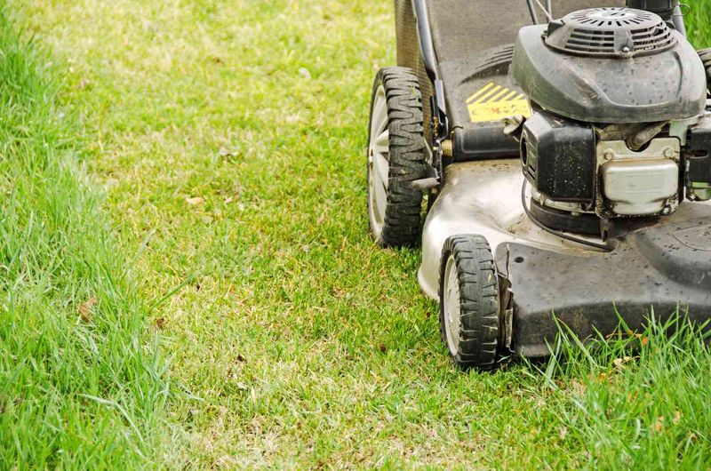 Improper Mowing (Too Short)