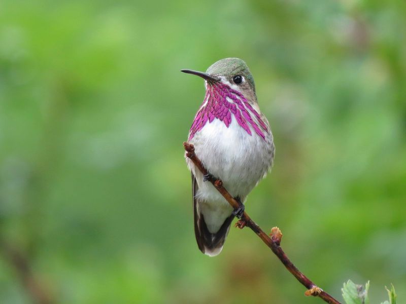 Calliope Hummingbird