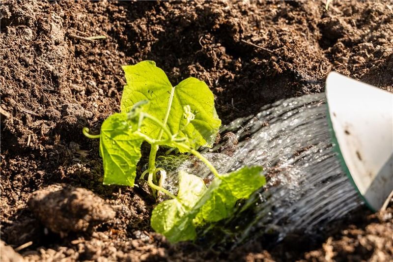 Check water, roots, and fruit separately