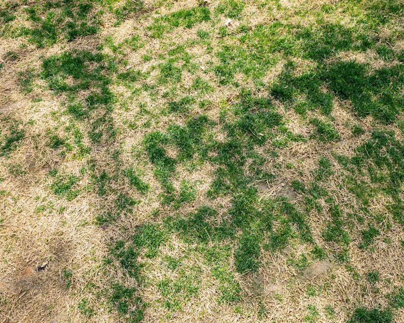 Some turf turns brown without dying