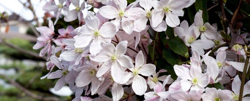 Protect Group 1 stems that carry spring flowers