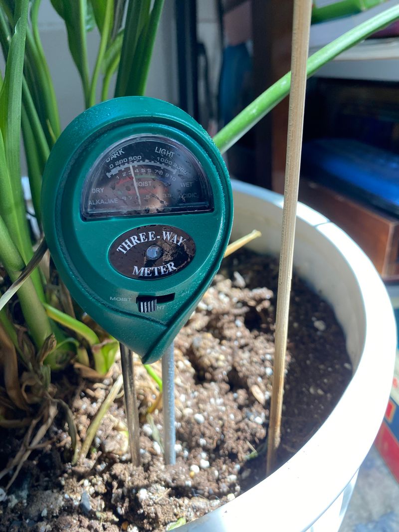 Check the soil before watering again